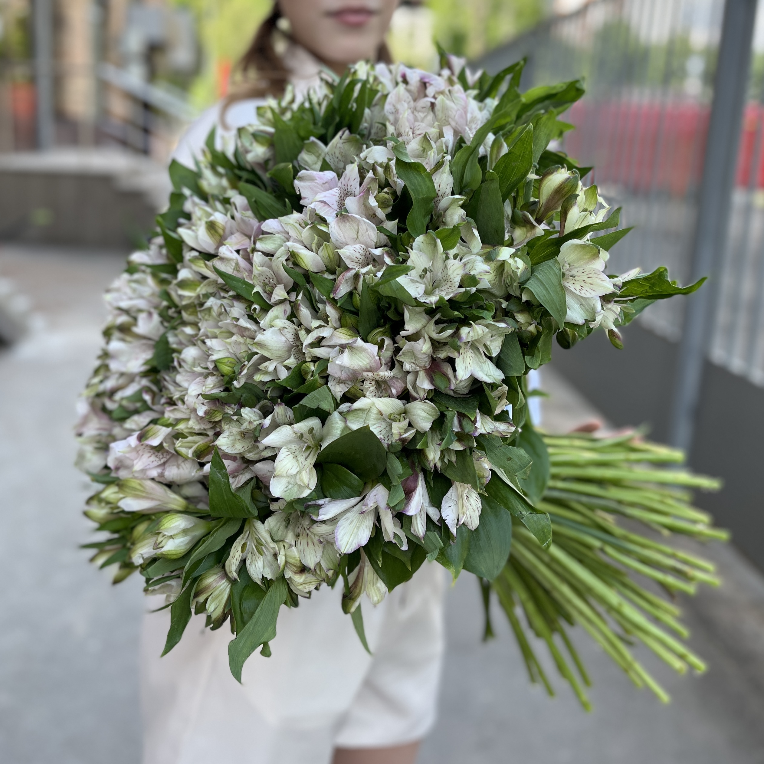 101 бело-фиолетовая альстромерия